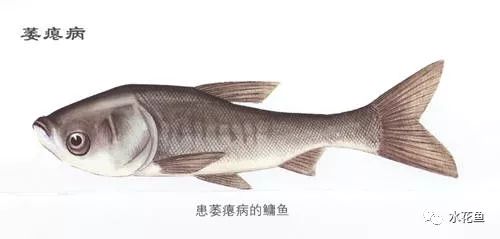 鲈鱼白斑囊病解析及防控策略