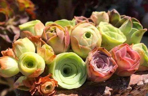 山地玫瑰，美得自然