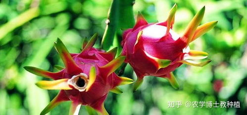火龙果小苗生长停滞，如何运用栽培管理技巧促进其正常生长