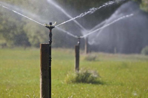 土壤排水， 叶片清洁，草莓度夏不求人