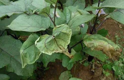 80%多菌灵对茄子枯萎病的防治效果如何？