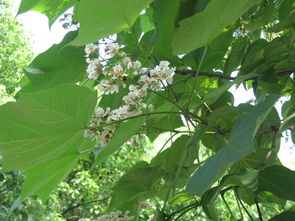 谜团初解，树名成谜