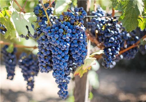 厄运降临， 人丁兴旺