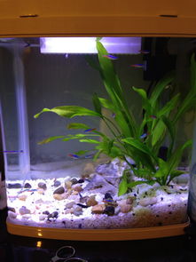 水草发黄，是水族箱常见问题
