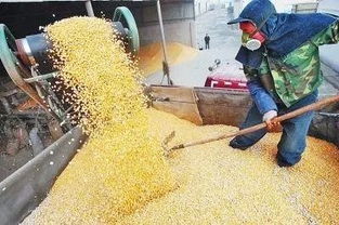 饲料价格持续上涨，养殖行业面临哪些严峻挑战？
