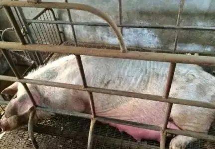 红糖助力母猪产前产后？解决难题的秘诀竟然是它