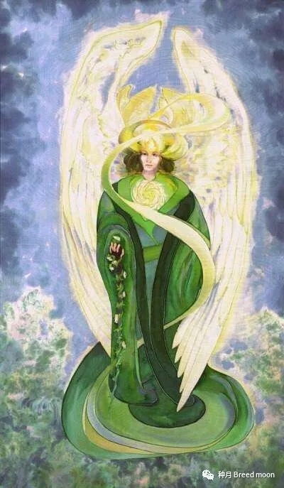 天使系列月季的大家庭