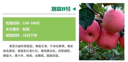 湖南茶油种植秘籍：高效方法及联系方式一览