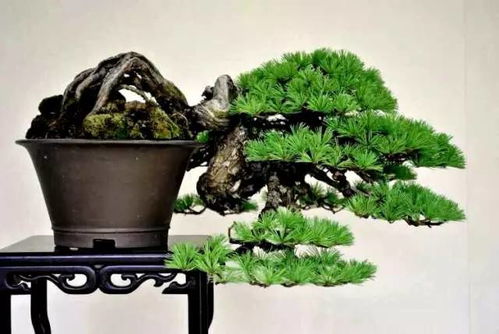 红花继木盆景造型，如何巧妙融入自然之美
