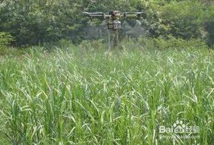 喷农药，什么时候Zui合适？