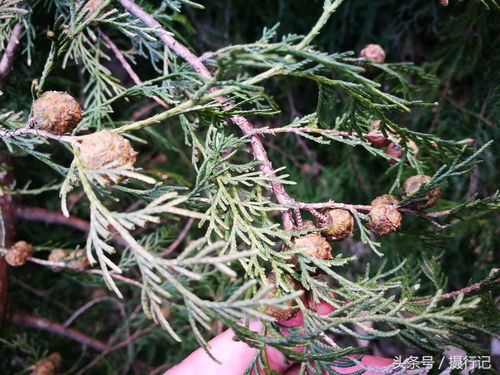 柏树的价值：不仅仅是价格