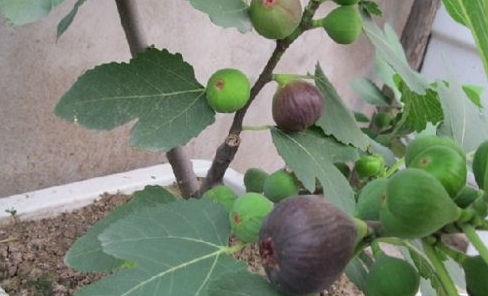 修剪后的护理与管理