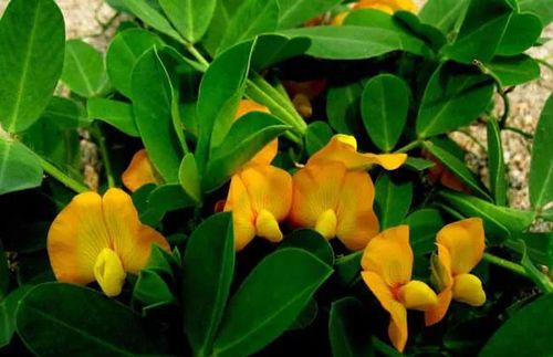 夏花生旺盛生长期怎么控旺？