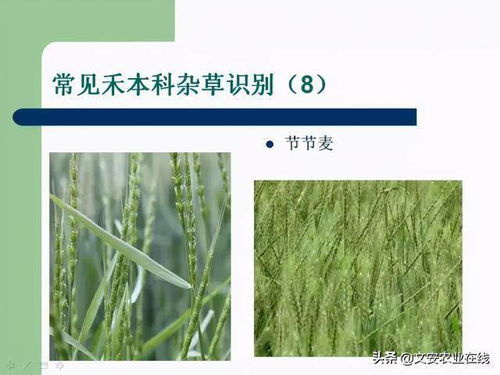 大葱田里的杂草，如何赶走？