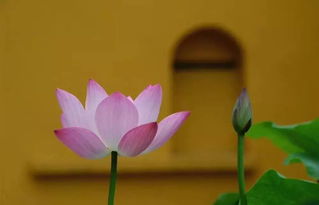 莲花的五彩斑斓