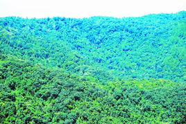 热带季风气候中适合种植的花卉