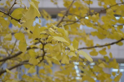 南北差异的有趣现象