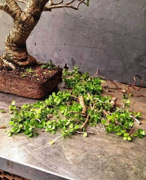 在修剪之前， 要对造型树进行全面的观察