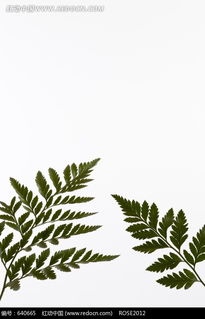 探寻那独特的树叶形状