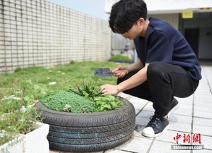 多肉植物怎么种？新手必看超简单养肉肉指南