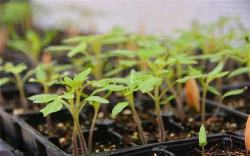 泡种，那个神奇的魔法