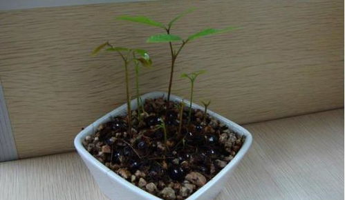 桂圆籽如何发芽？变盆景的秘诀是什么