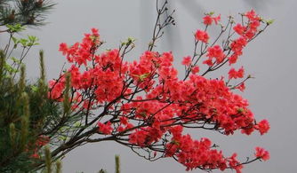 对家乡的思念与祝福