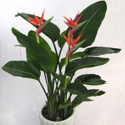 哎呀呀，氮肥这东西啊，多了可不行