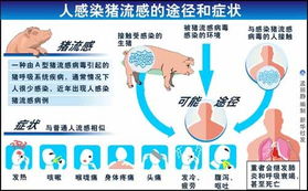 猪流感类型解析：症状各异