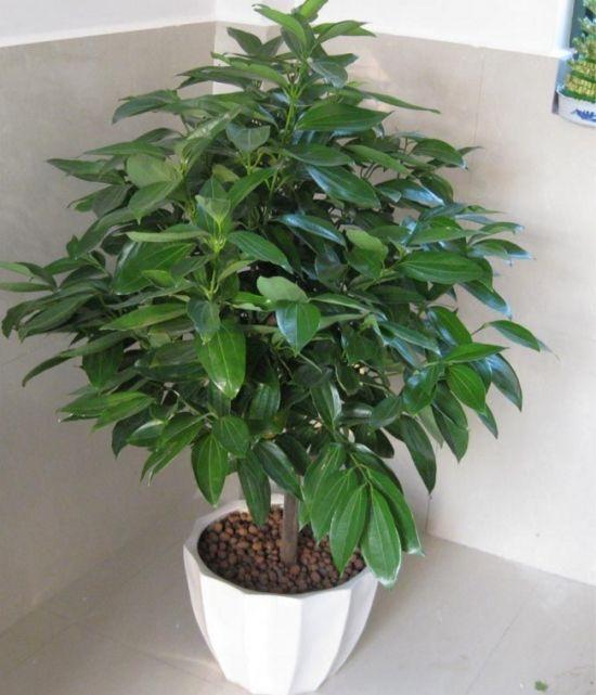 平安树的养护事项揭秘