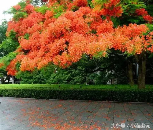 凤凰木为何不开花？