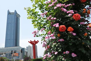 月季景观设计理念