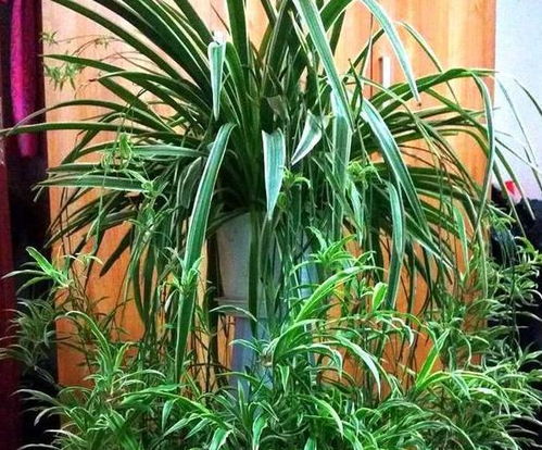 相似草四：婚礼吊兰