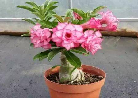 种植玫瑰花要多久？如何快速开花