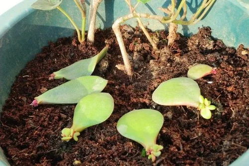 玉树这种植物可以进行扦插繁殖吗？