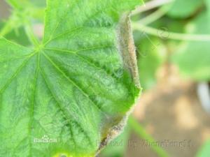 注意事项：平安第一， 保护自己