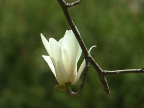 玉兰花的种子，真的嫩顺利发芽吗？
