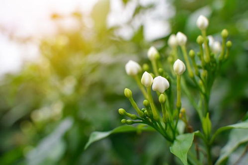 茉莉花怎么养长得好？这份超全养殖方法