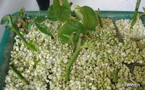 心叶藤插条的成长过程