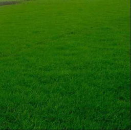 小区绿化花草推荐