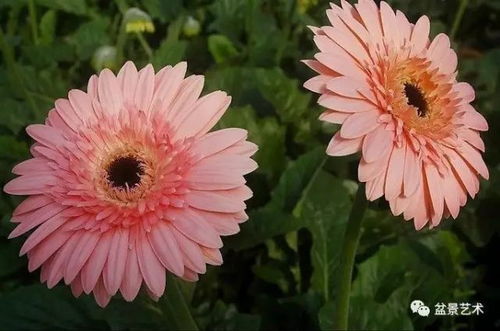 如何识别这些虫害