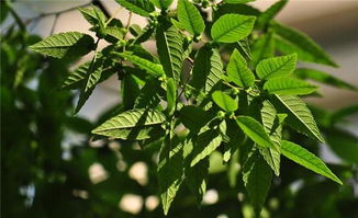 榉树的奥秘：没有锯齿的品种揭秘