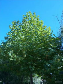 小叶梧桐树的美丽画卷