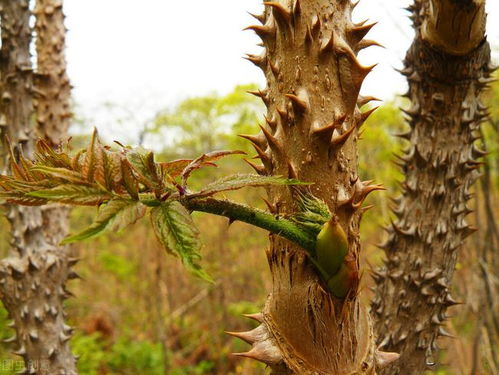 刺嫩芽的独特吃法