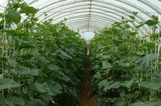 大棚蔬菜种植， 农药的多样世界