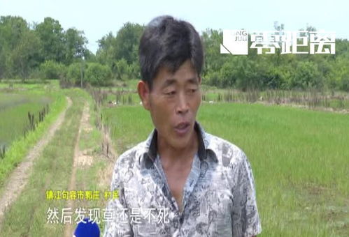 水稻除阔叶草的烦恼：哪种除草剂既平安又有效？