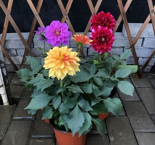 多年生花卉，耧斗菜是隐藏大佬