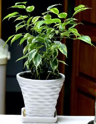 小盆栽植物品种大盘点，一起感受绿色生活吧！