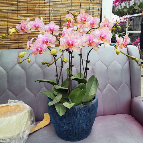 蝴蝶兰盆栽养植攻略：美观和谐六株摆放术