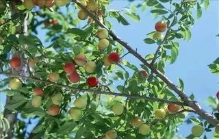 玉兰栽培技术， 土壤、光温、浇水和施肥